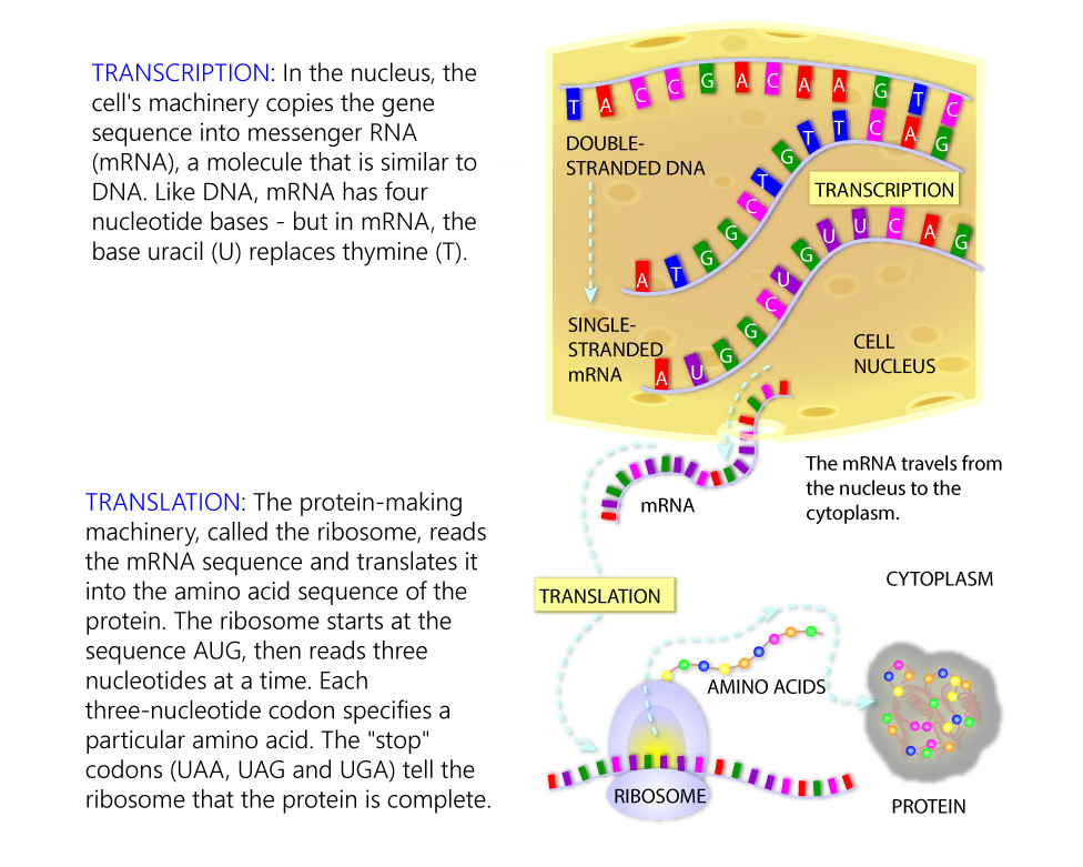 Transcription and translation