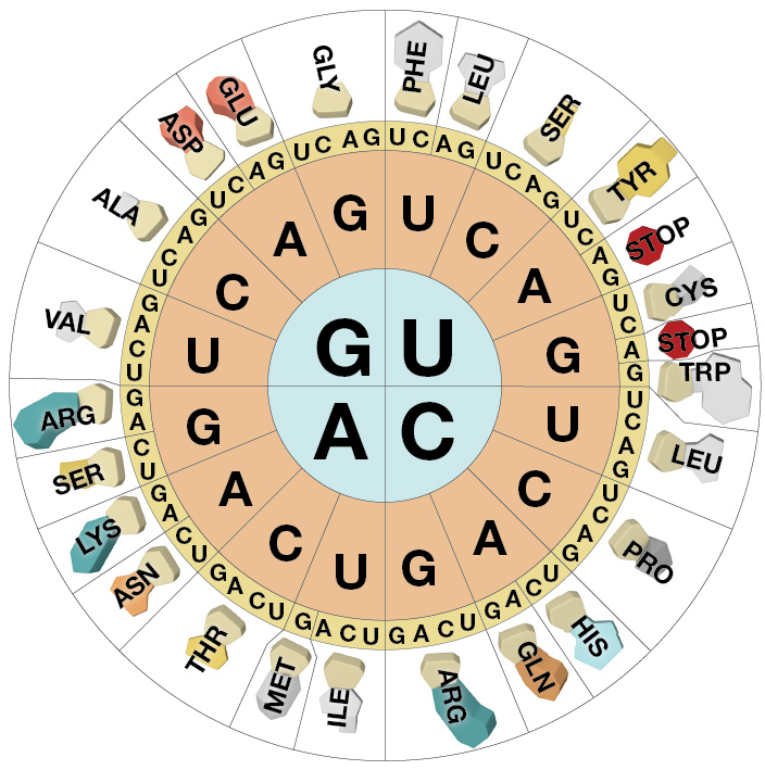 Universal Genetic Code